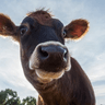 Cow Slack Bot logo